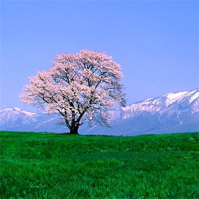 巨人账号管家app下载